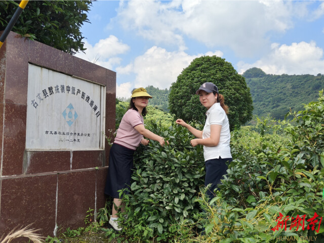 知識下鄉 文化賦能 助力鄉村振興丨湖南師范大學社會學系新建“古丈茶文化田野規劃教育實習基地”